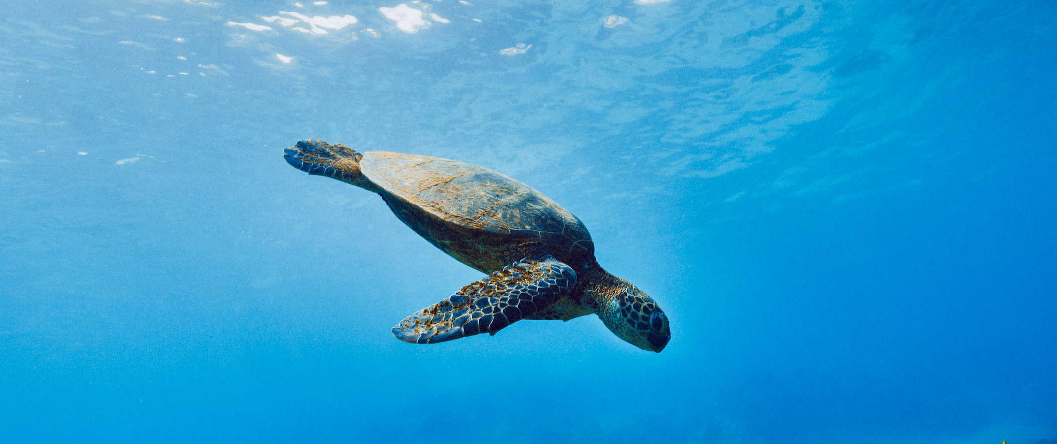 A turtle swimming underwater in the clear, blue waters of the Galapagos Islands in Ecuador