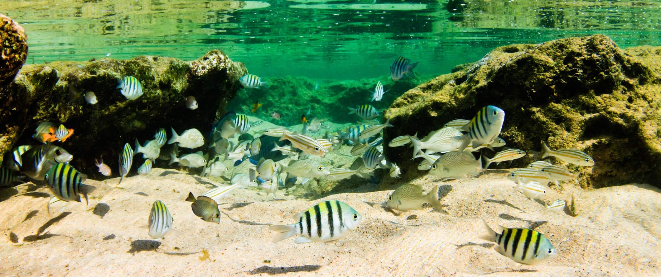 Tropical fish swimming in the clear waters of Fernando de Noronha, Brazil