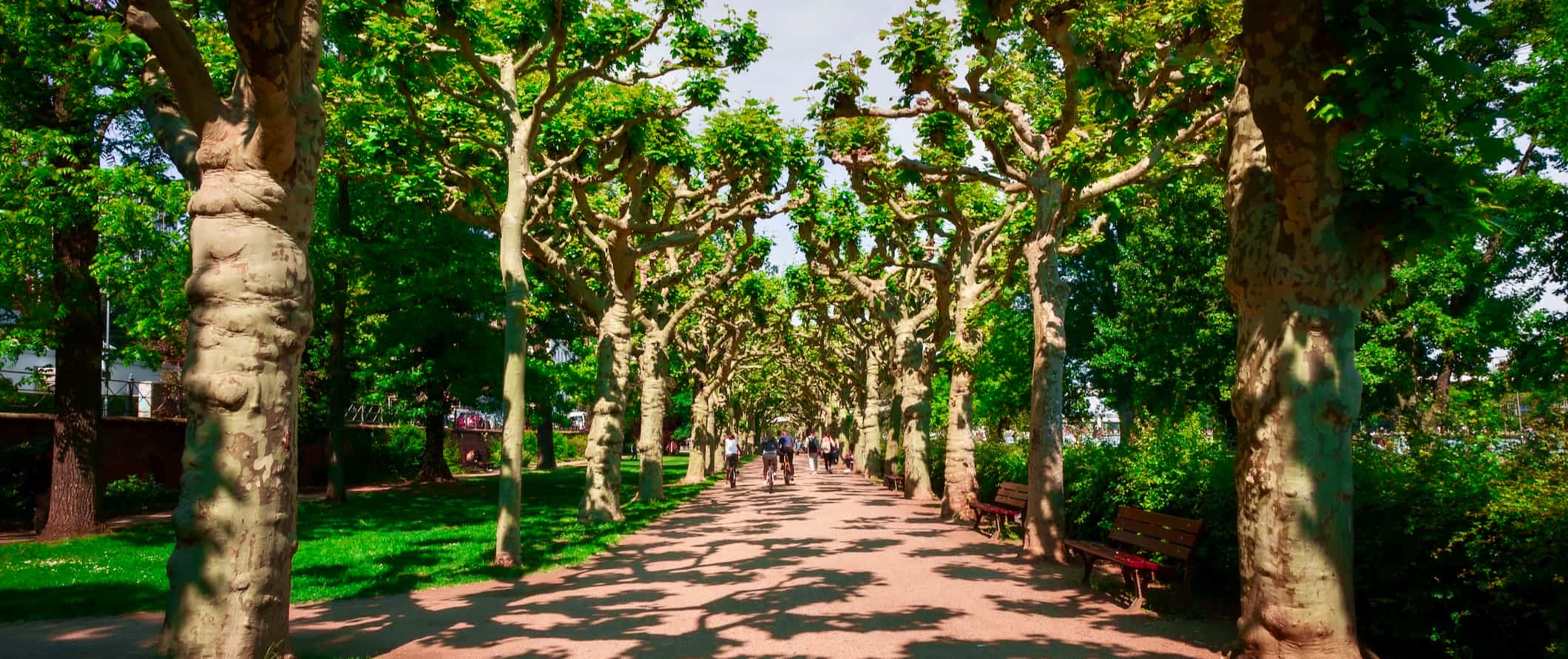 A tree-lined walking path in a green park in Frankfurt, Germany