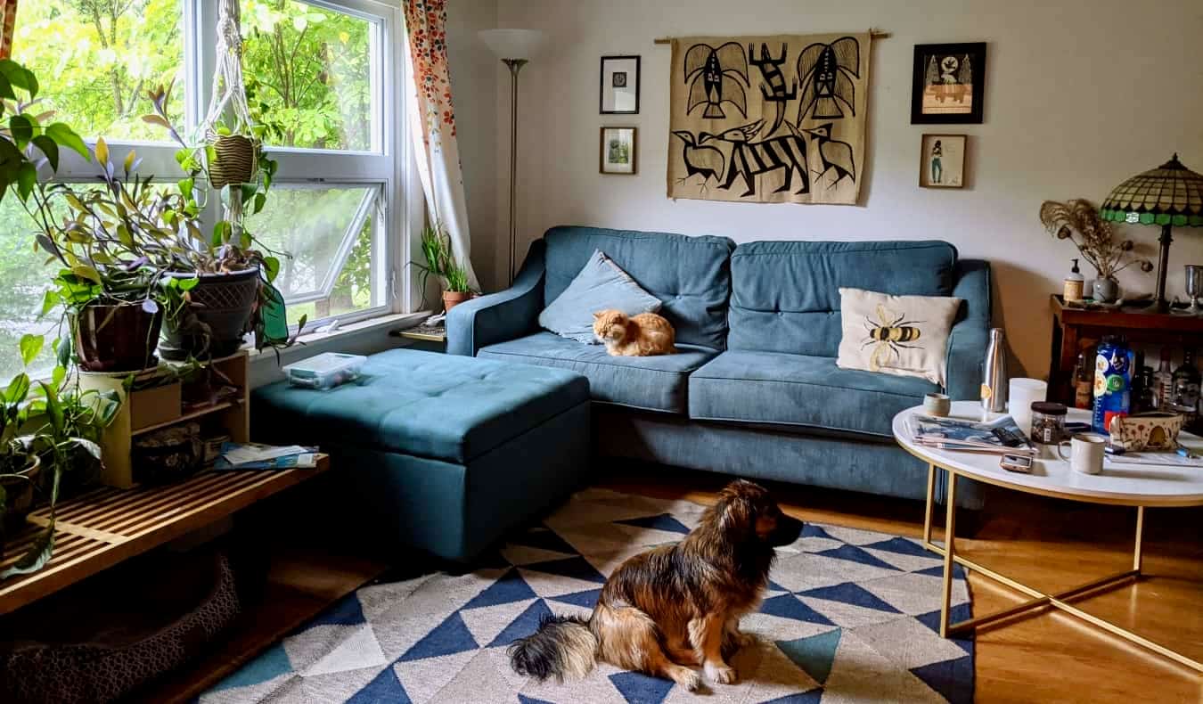 Un chien et une voiture se reposent ensemble dans un salon confortable lors d'une garde de maison.