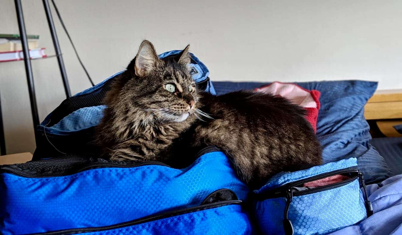 A cat resting on a pile of packing cubes during a house sitting experience