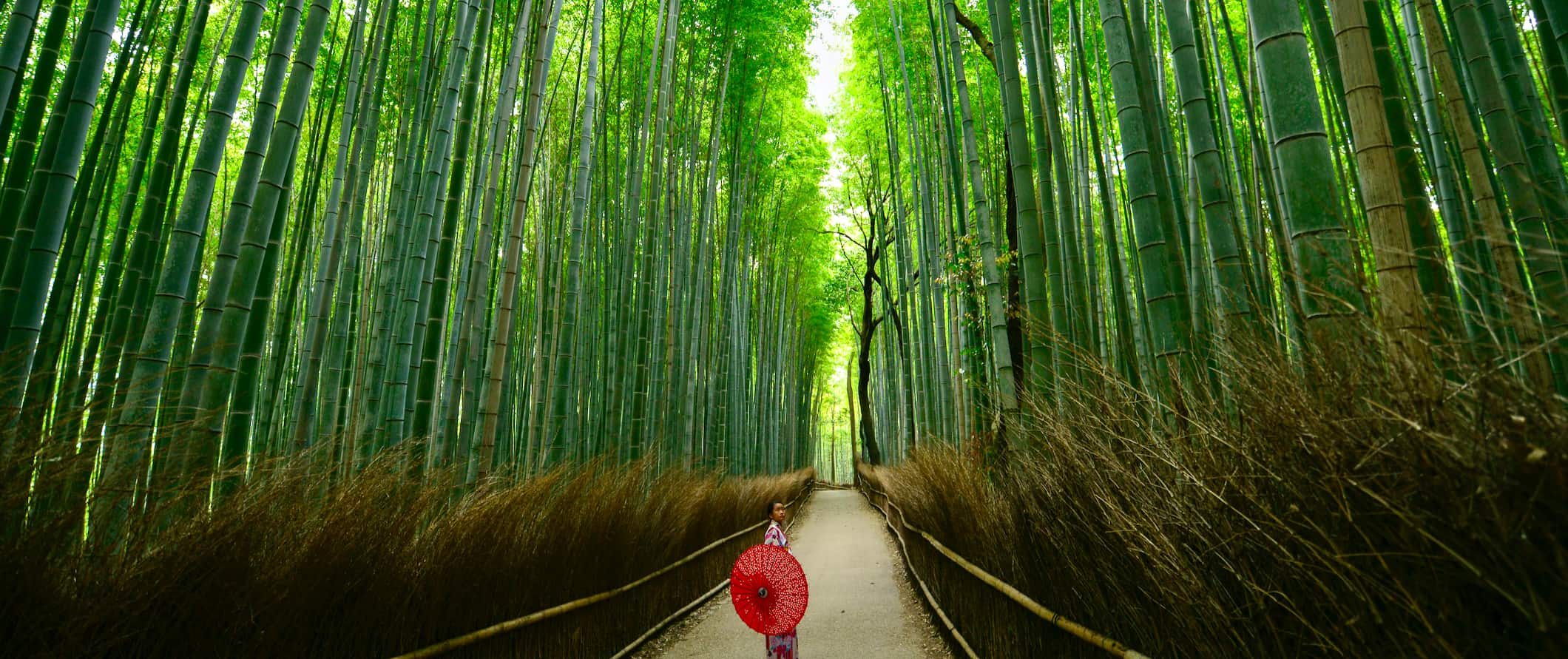 The famous bamboo forest in beautiful Kyoto, Japan