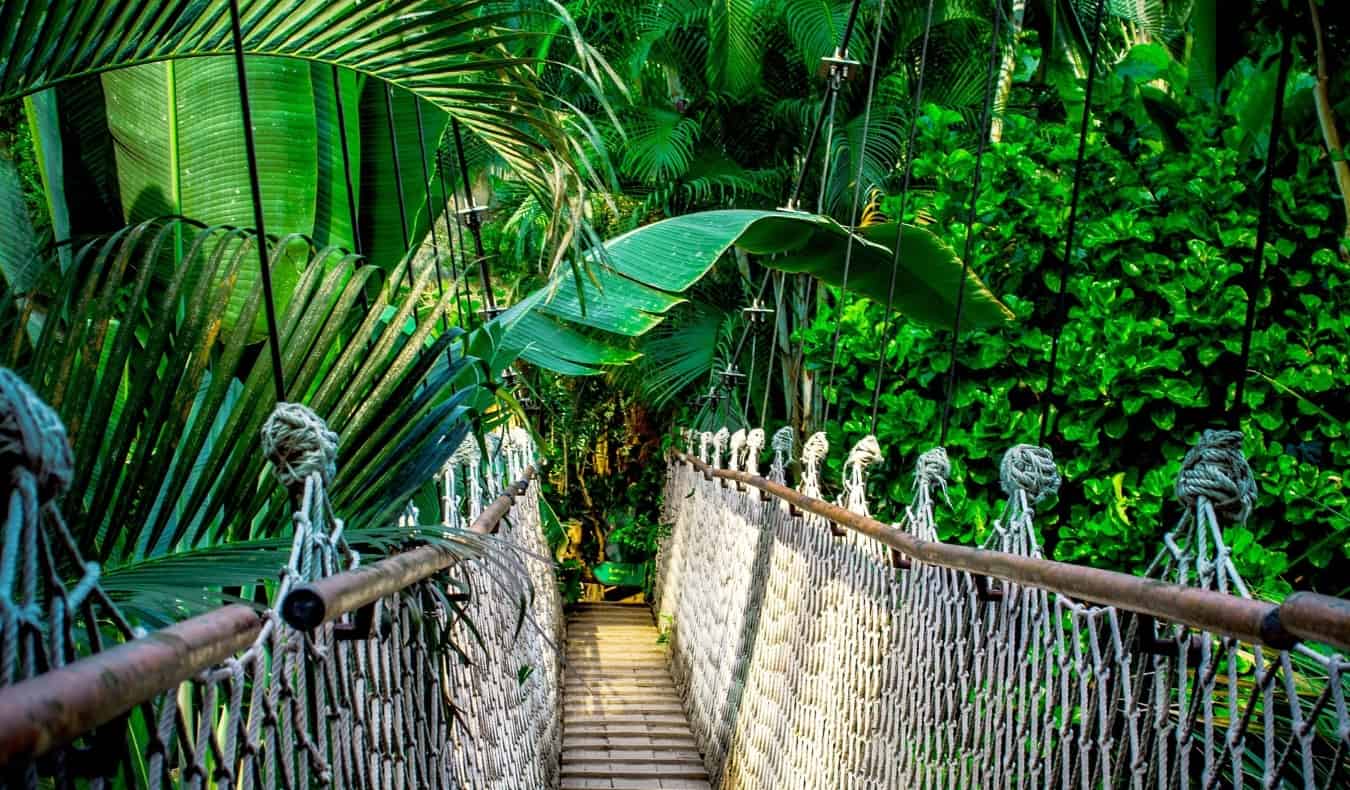 Rope and wood suspension bridge in the jungle near Chiang Mai, Thailand