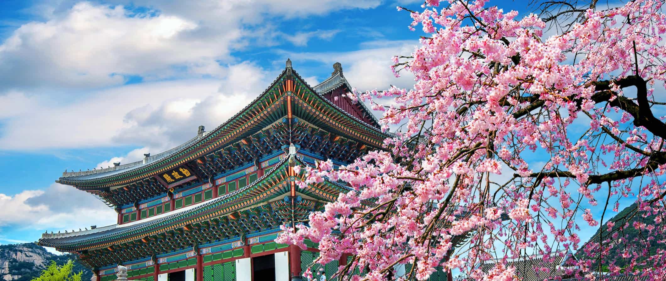 A colorful temple in South Korea near a cherry blossom tree on a bright sunny day