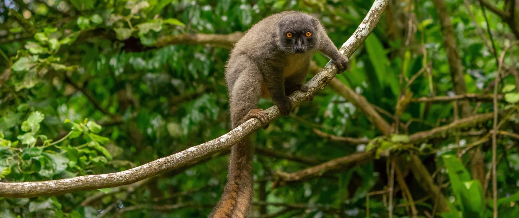A wide-eyed lemur in a tree, staring at the camera in Madagascar, Africa