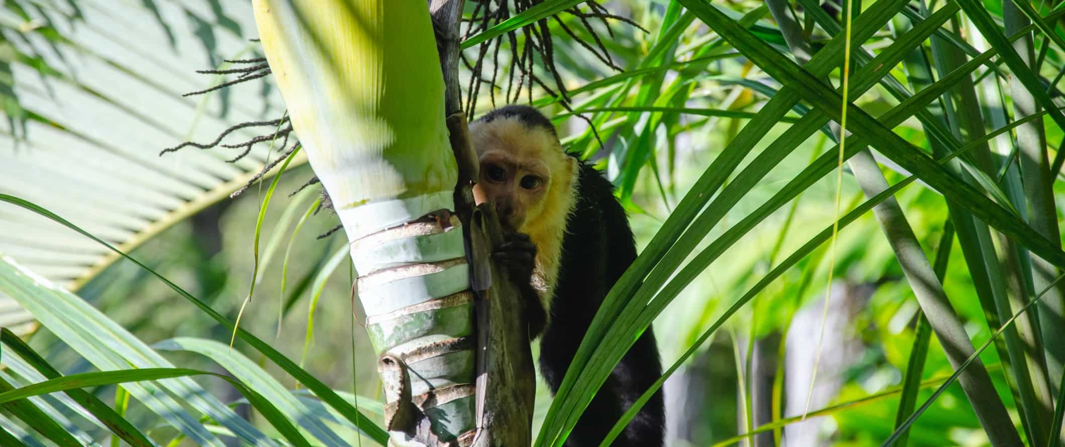 A capuchin monkey stares at the camera from behind a palm tree branch in Manuel Antonio National Park, Costa Rica