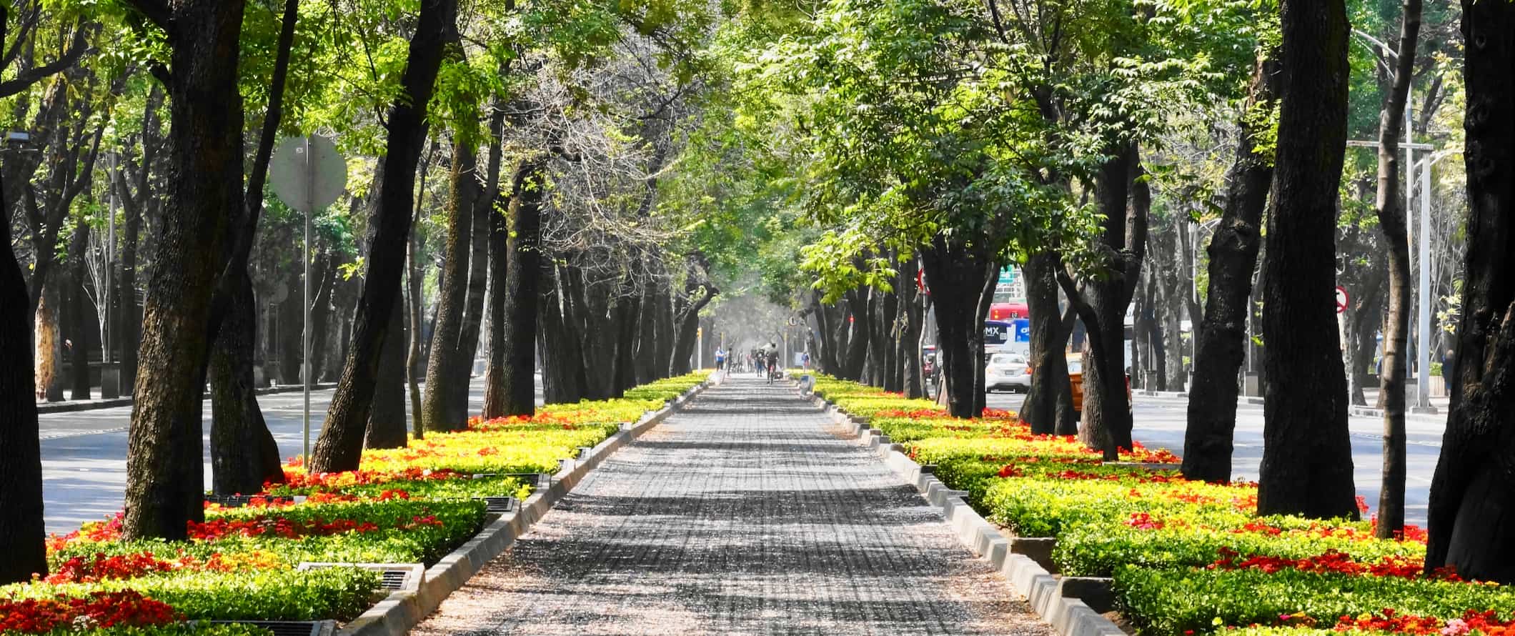 A tree-lined walking path in bustling Mexico City, Mexico