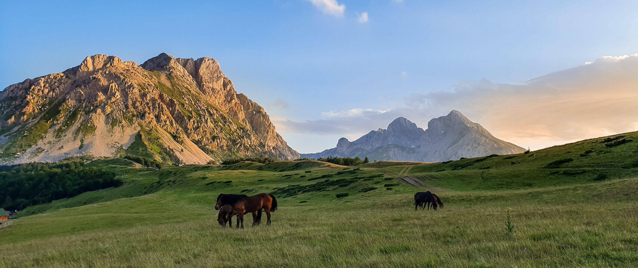 Horses in a sprawling green field near mountains in Montenegro