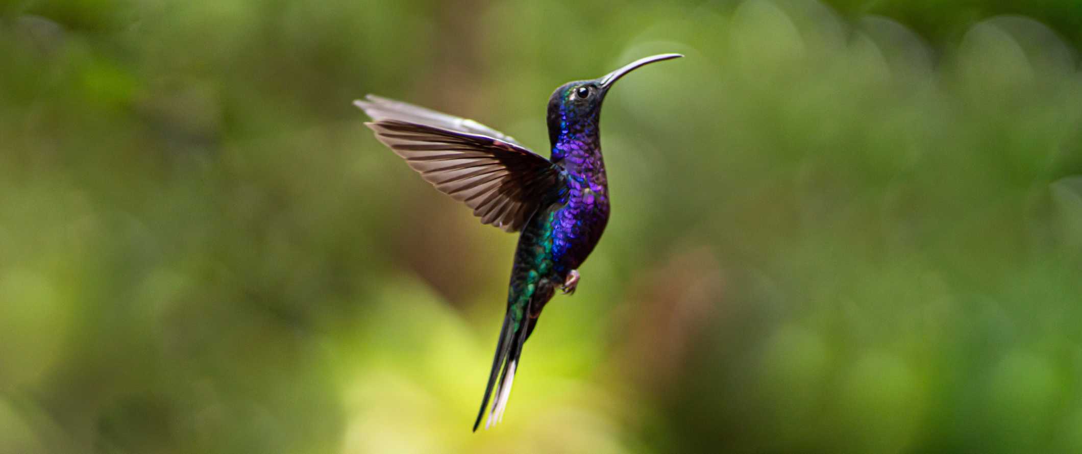 A hummingbird flying through the air in Monteverde, Costa Rica