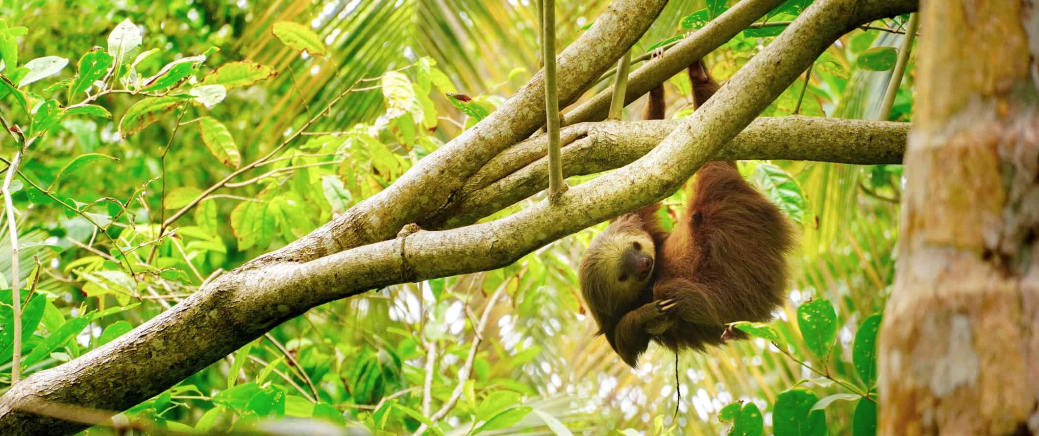 Sloth hanging from a tree in Cahuita National Park, Costa Rica