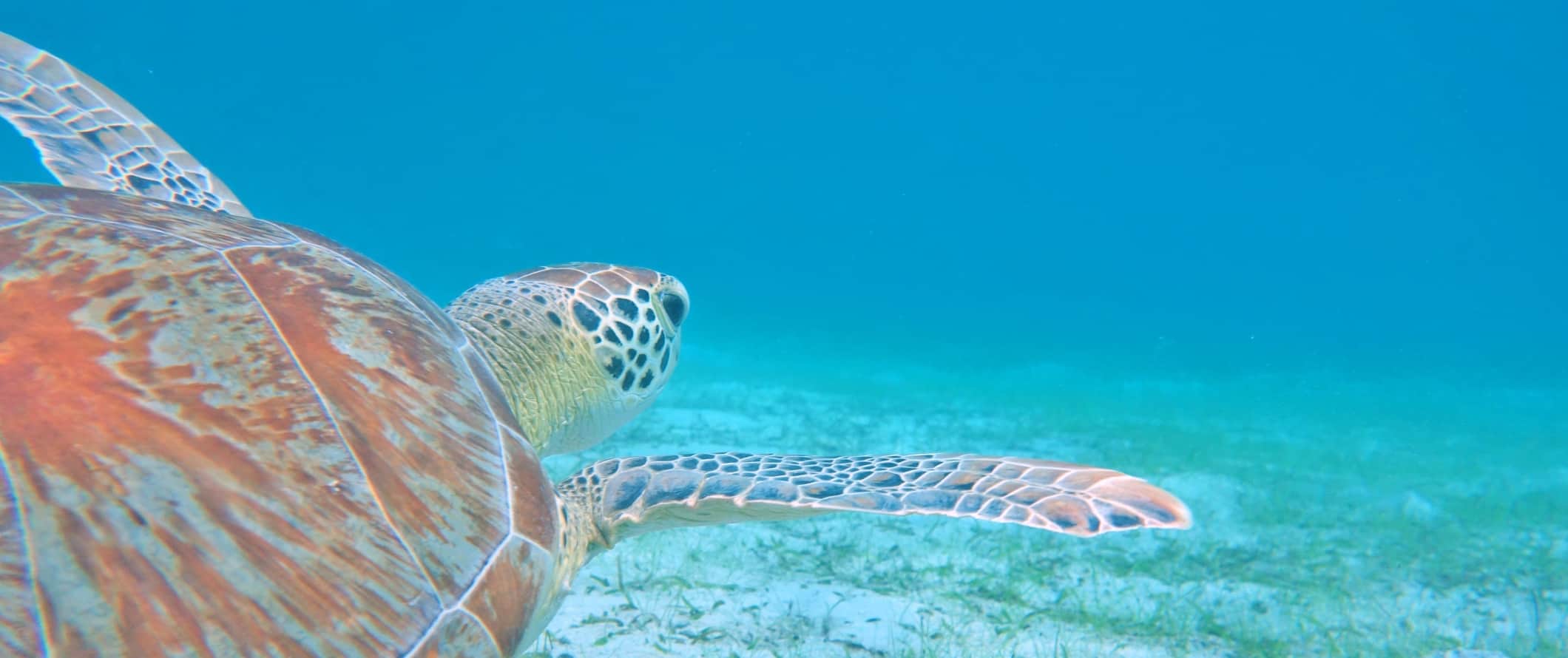 Sea turtle swimming through clear water off the coast of Saint John, USVI