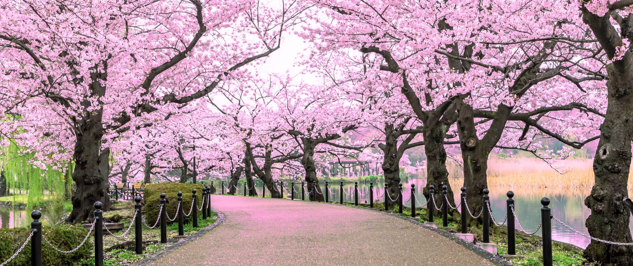 A narrow walkway lined by blooming cherry blossoms near the river in Tokyo, Japan
