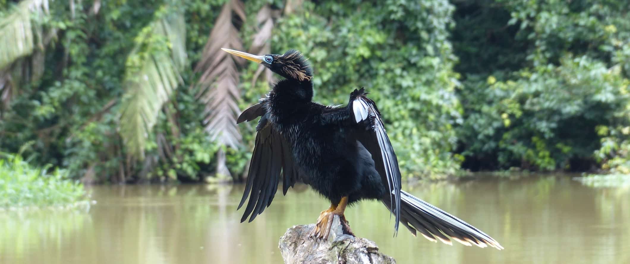 Close-up of a black bird sitting on a rock in a river in Tortuguero National Park, costa Rica