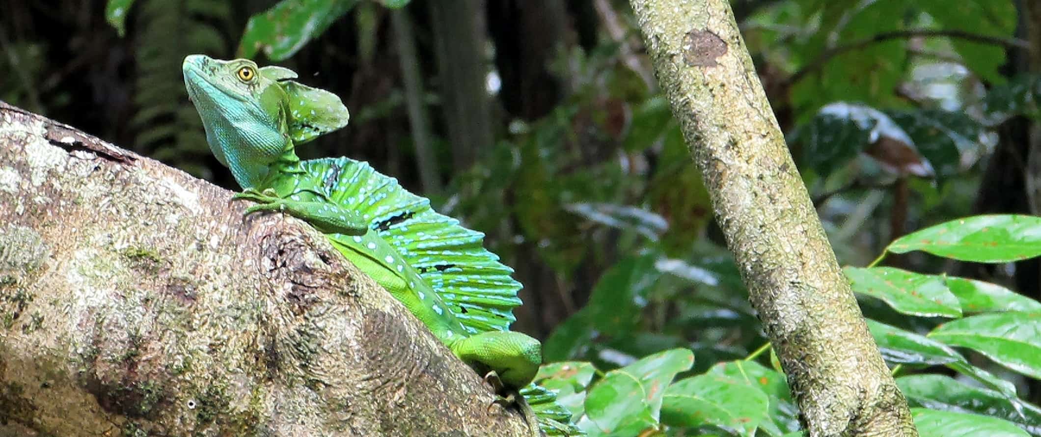 A basilisk lizard sitting in a tree in Tortuguero National Park, Costa Rica