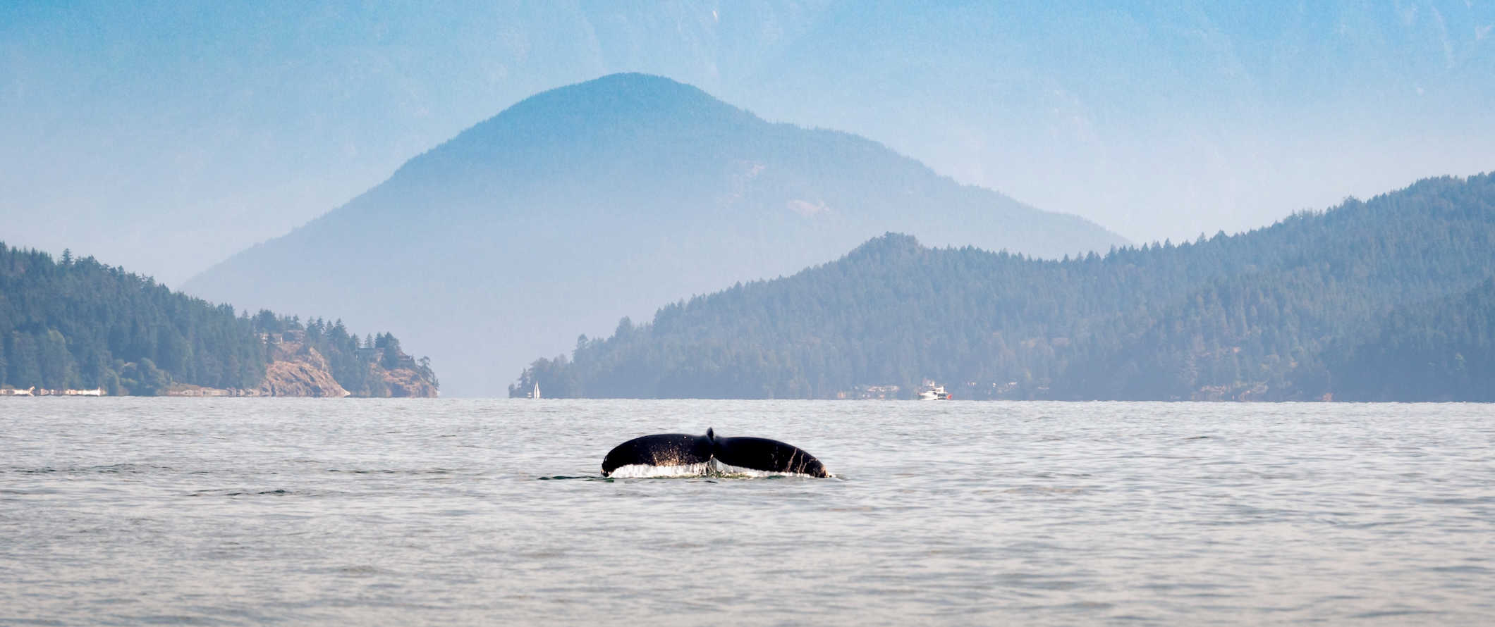 A whale's tail breaking the water in beautiful Vancouver Island, Canada