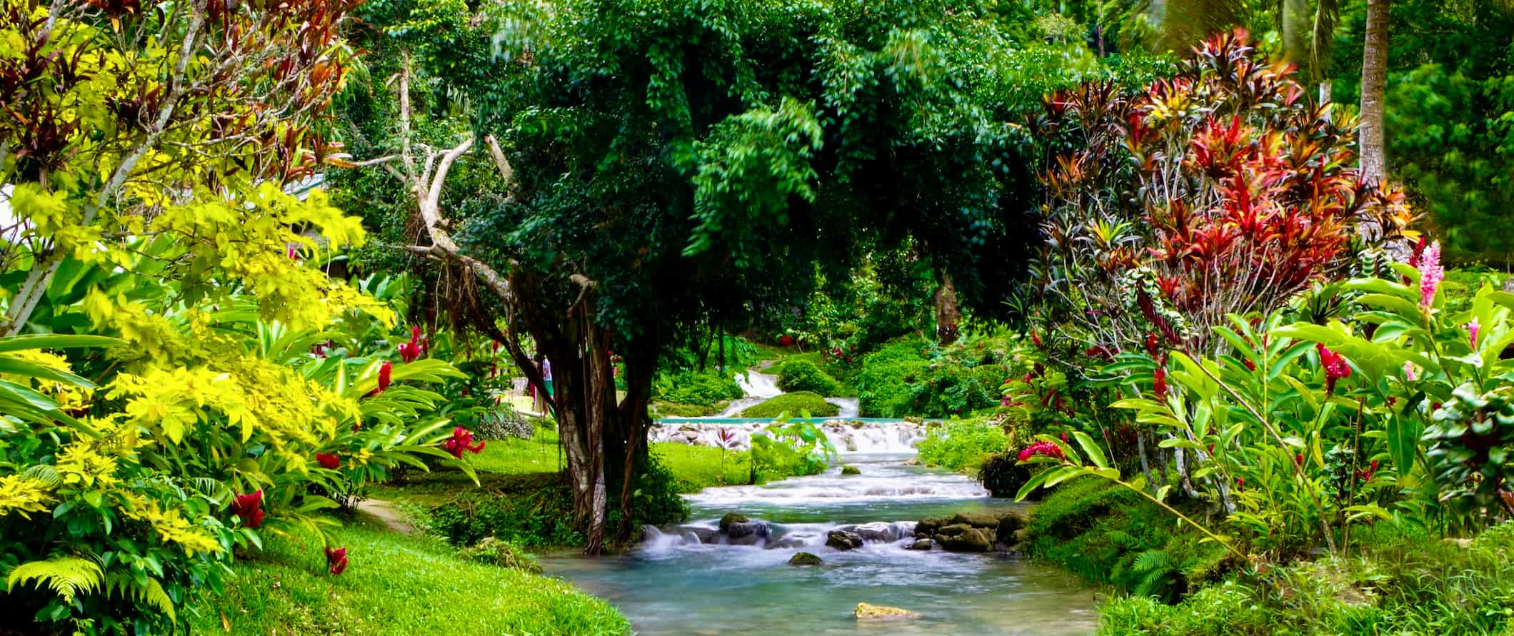 A lush jungle surrounding a small river in Vanuatu