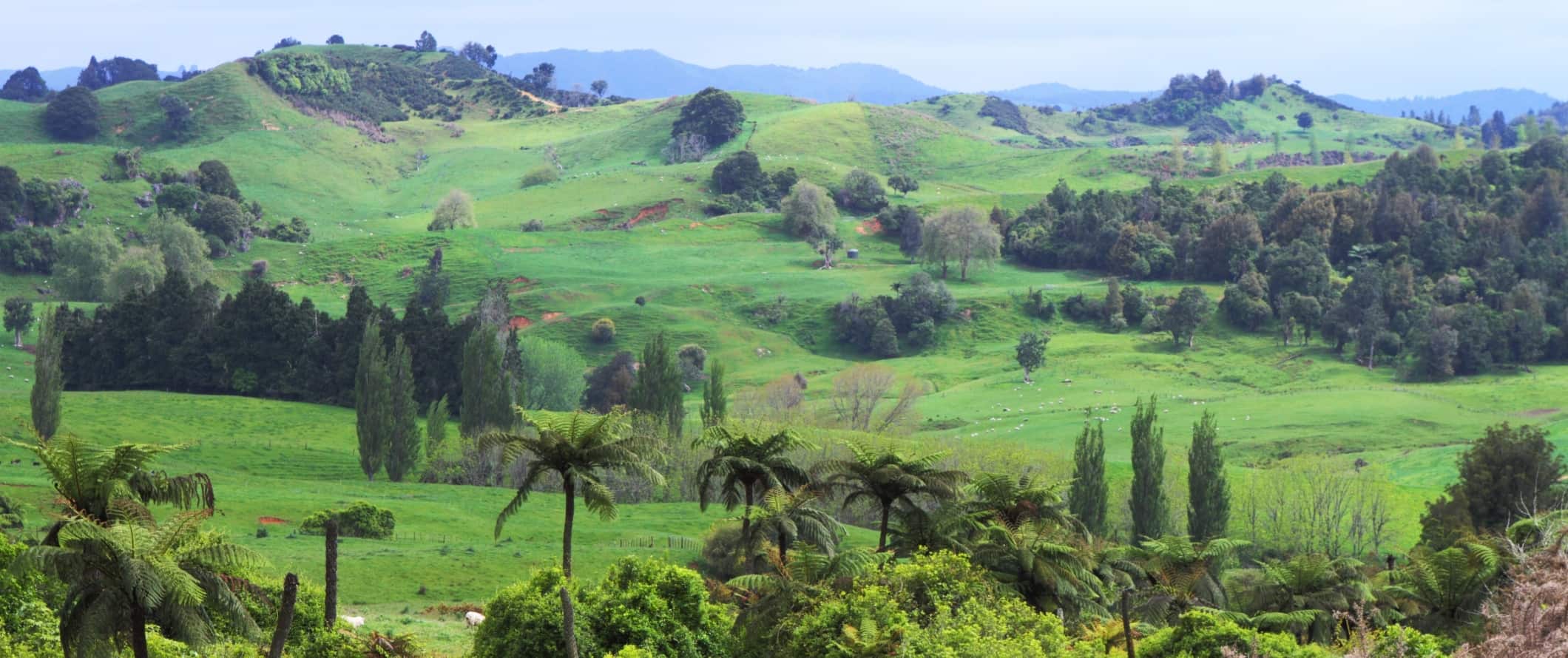 Lush valley with rolling green hills and palm tress in Waitomo, New Zealand.