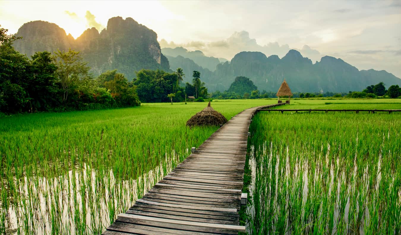 A beautiful, lush field in Laos on a sunny day with a wooden boardwak