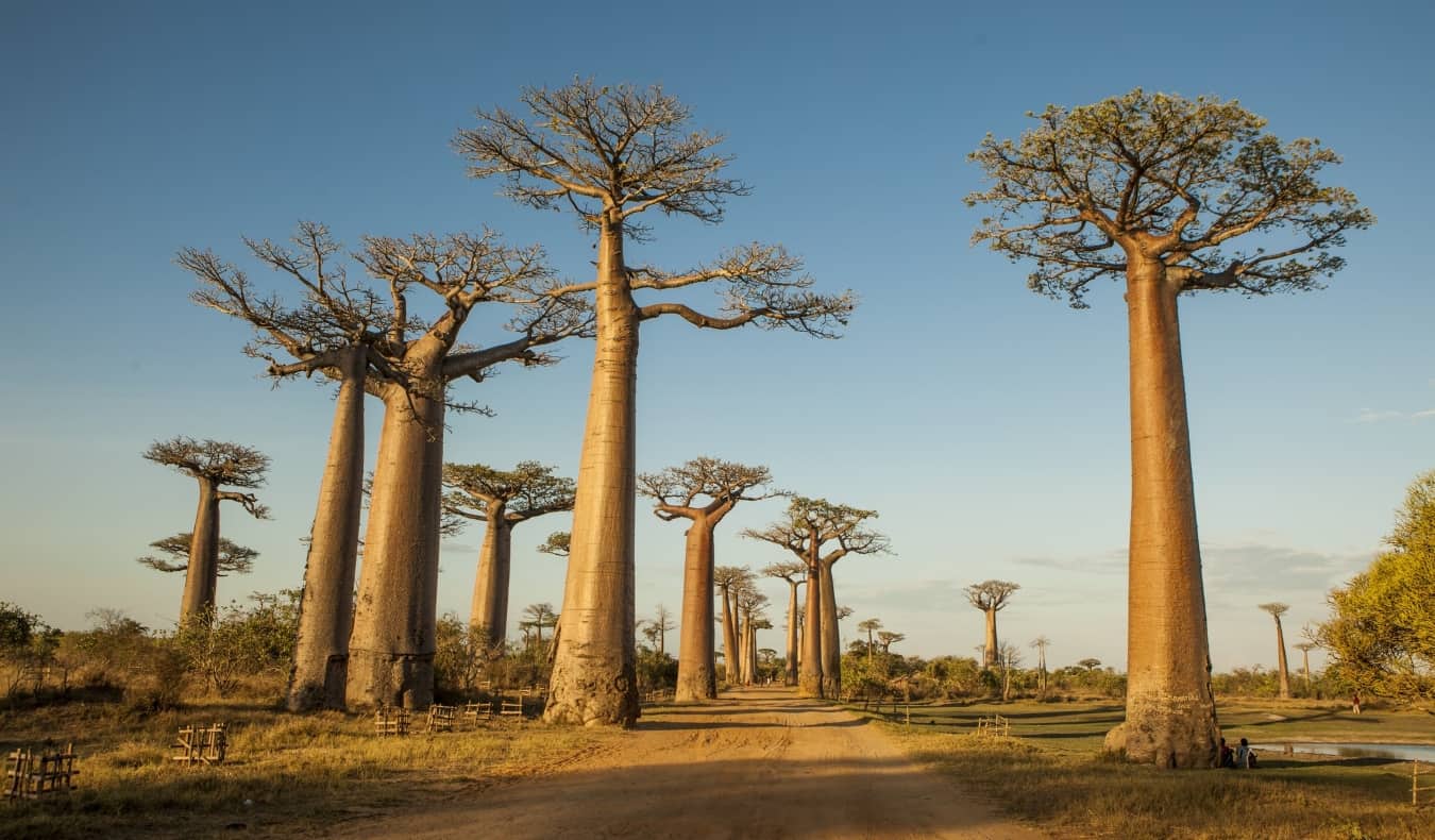A wide avenue with large baobab trees In Madagascar