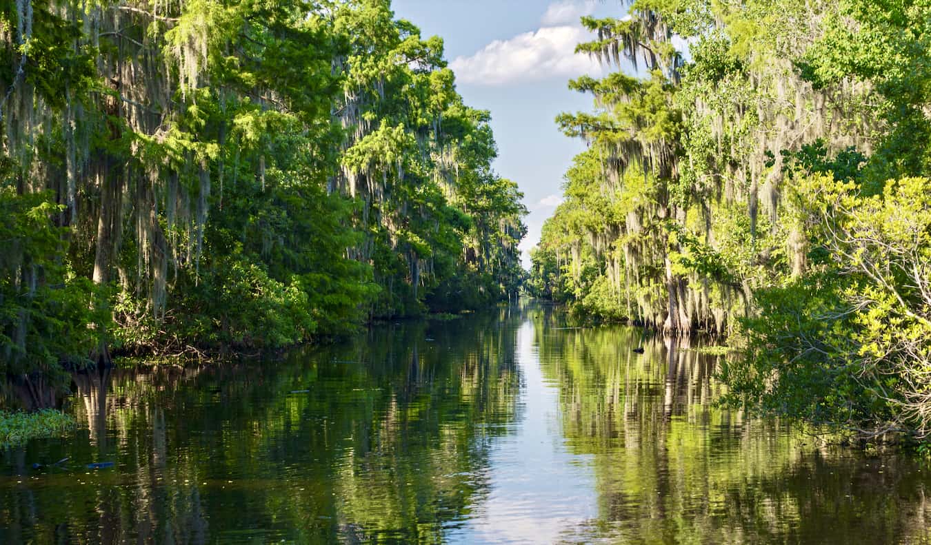 美国新奥尔良附近一个郁郁葱葱的沼泽河口
