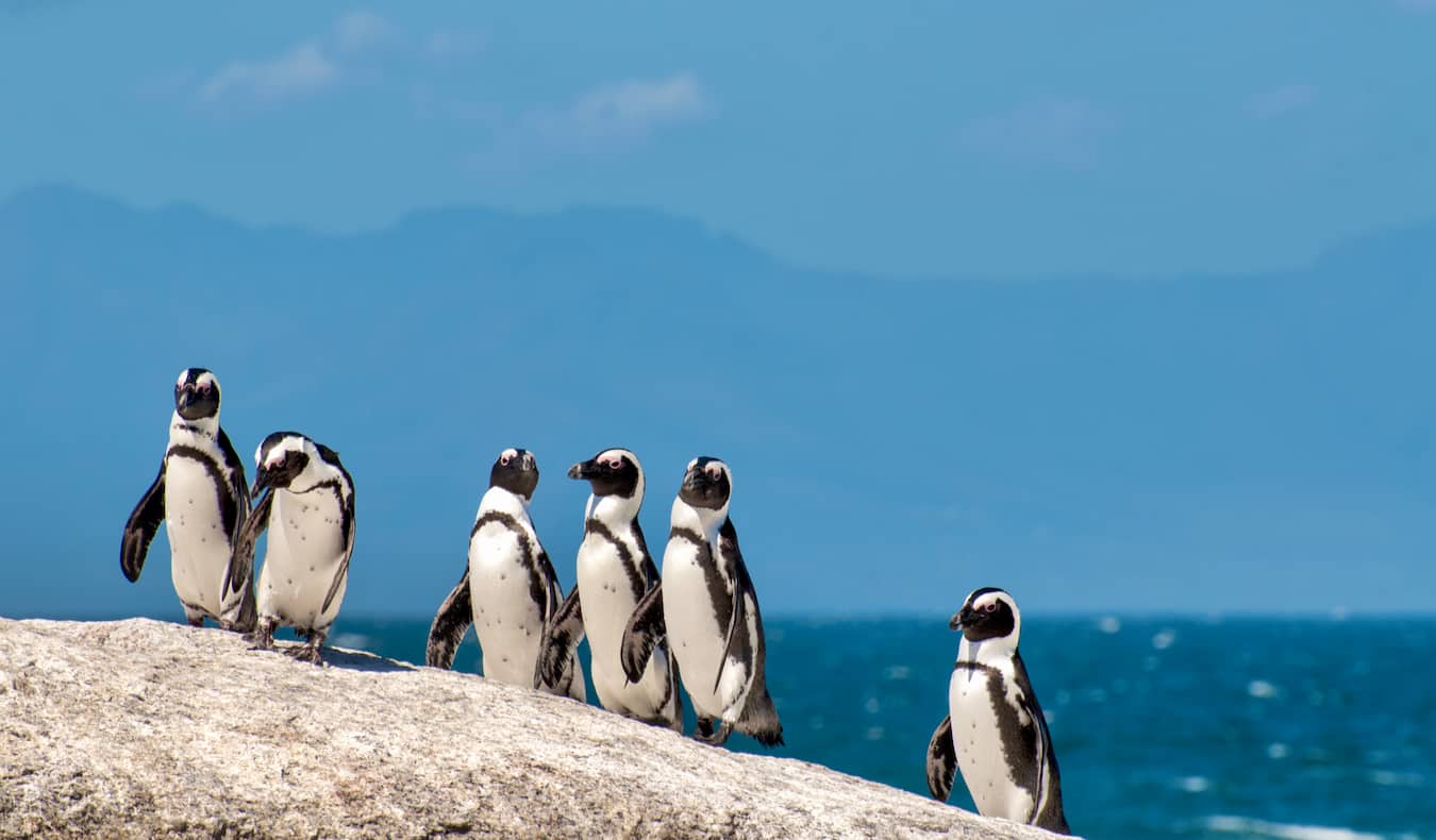 Penguins relaxing at Boulder Beach near Cape Town, South Africa