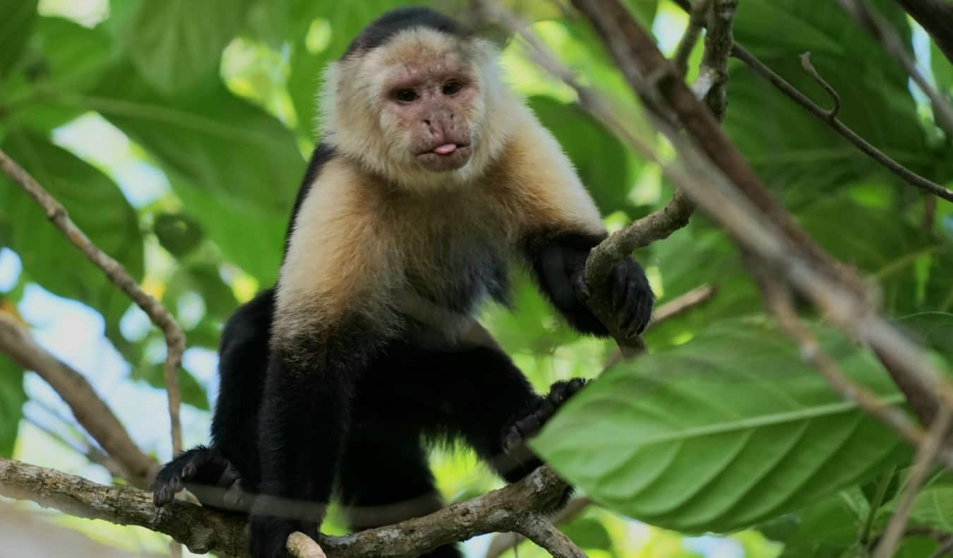 Monkey sitting on a branch with its tongue sticking out in Cahuita National Park, Costa Rica