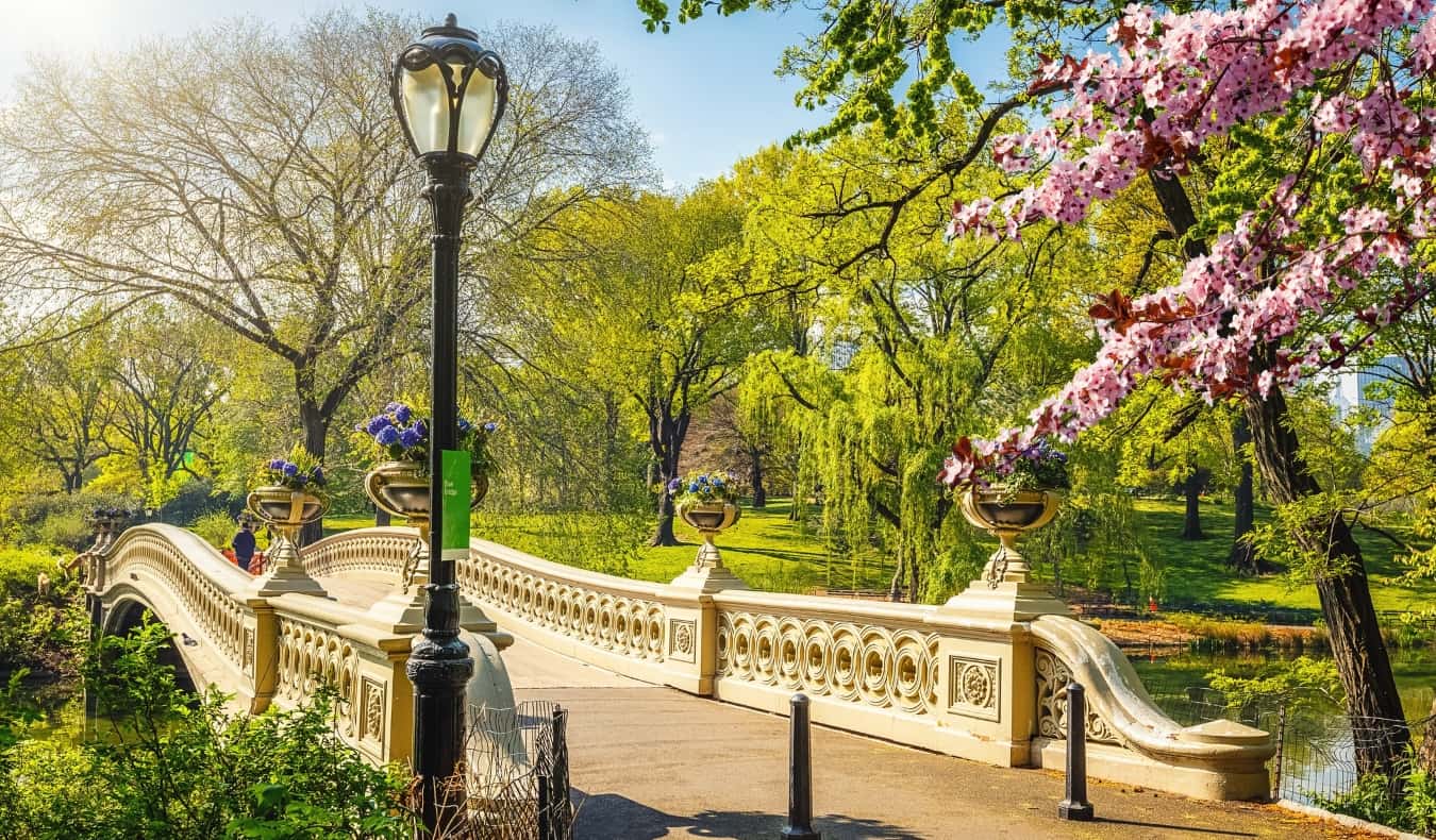A historic sloping bridge, wrought iron lamp post, and a cherry tree full of pink blossoms in bloom in the beautiful Central Park during springtime in New York City