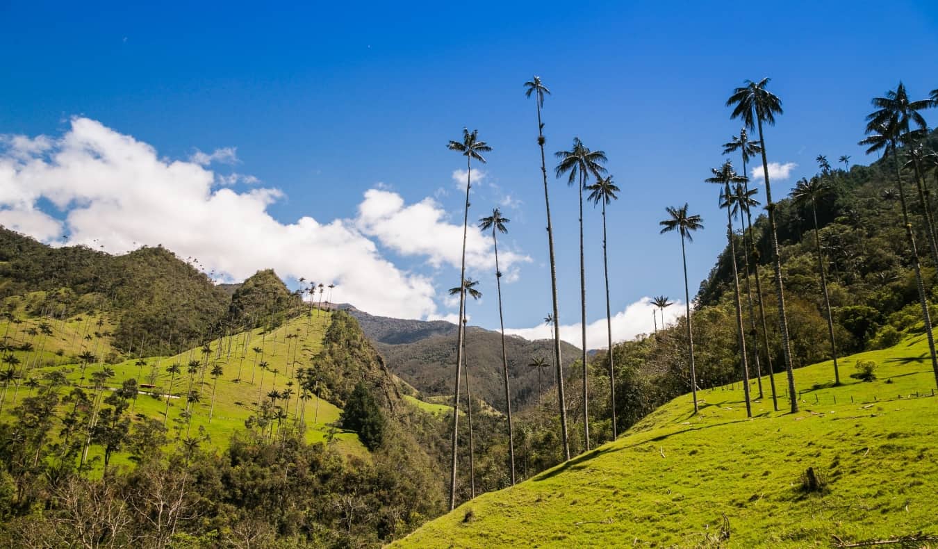 the famous wax palms set against a green hill in Cocora Valley, Colombia