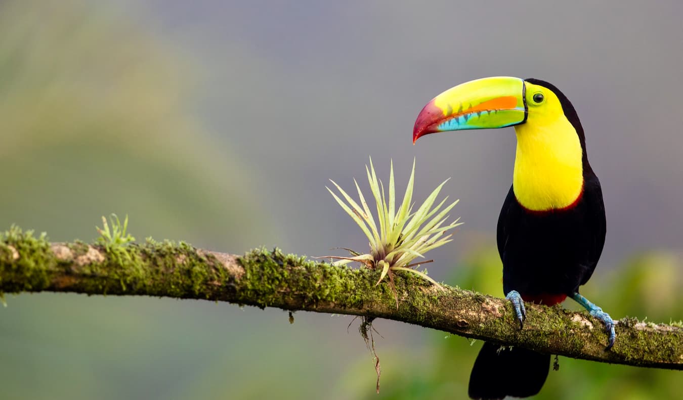 A colorful toucan perched on a branch in lush Costa Rica