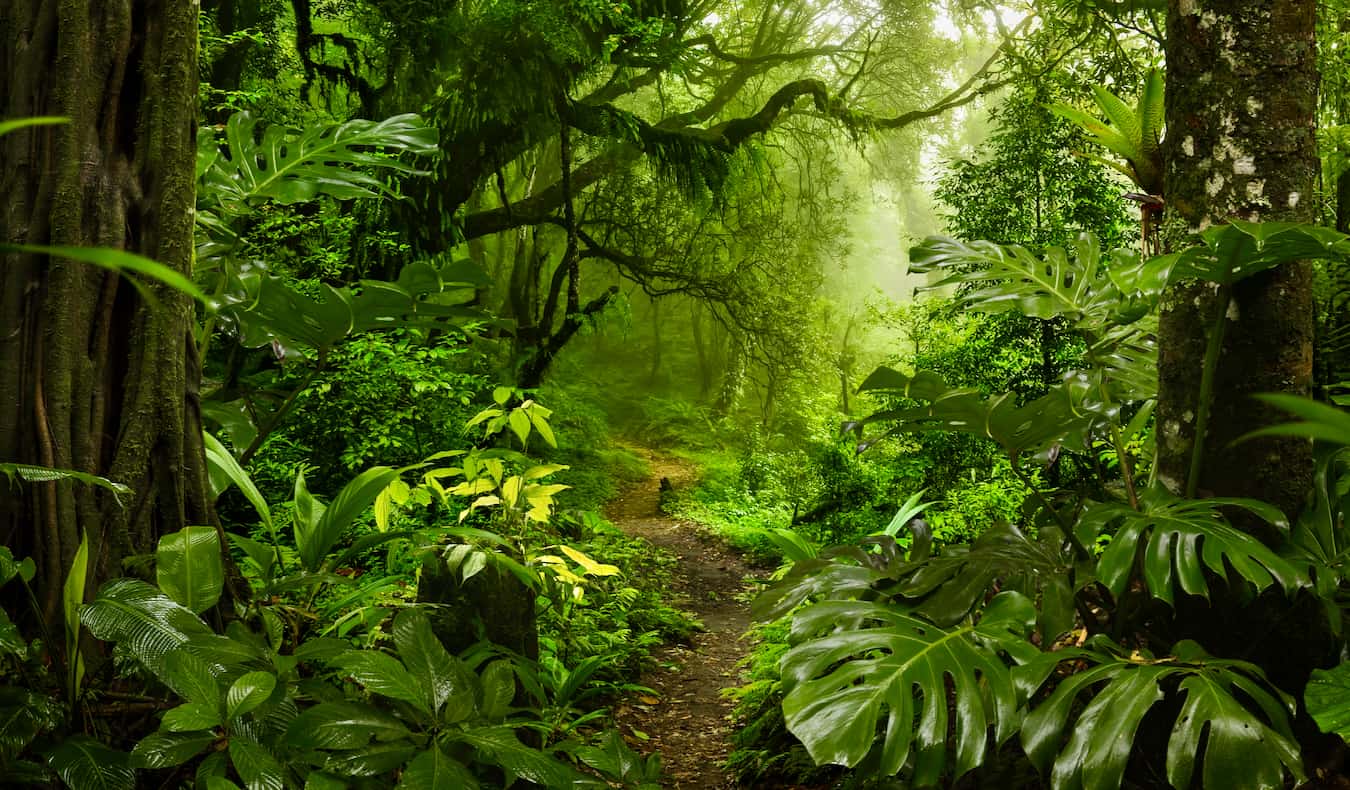 A lush, green jungle trail in a dense forest in Costa Rica, near Arenal