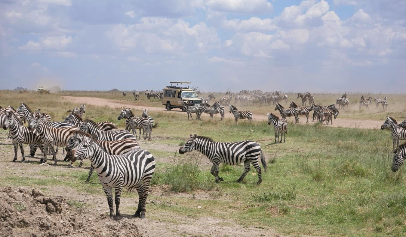 A jeep driving through a pack of zebra while on safari in Tanzania