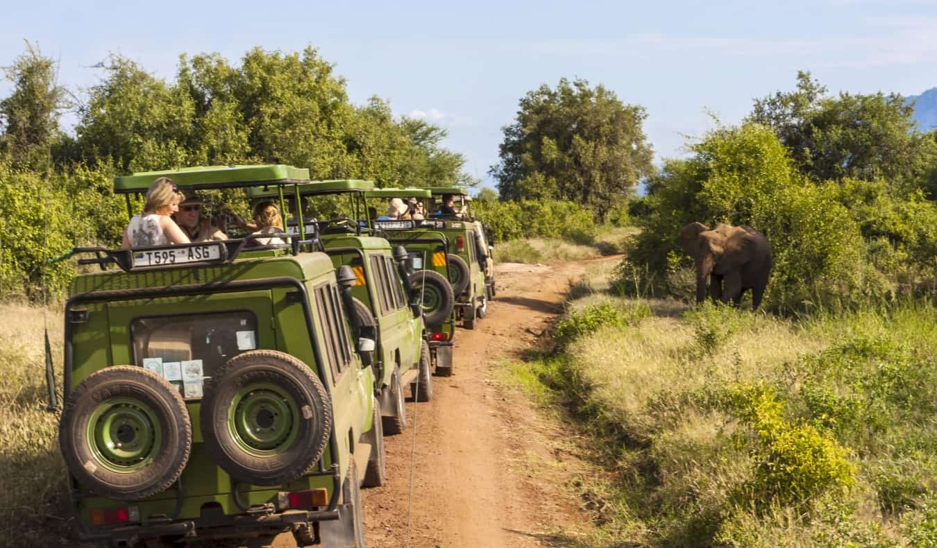 A row of green jeeps driving through the bush while on safari in East Africa