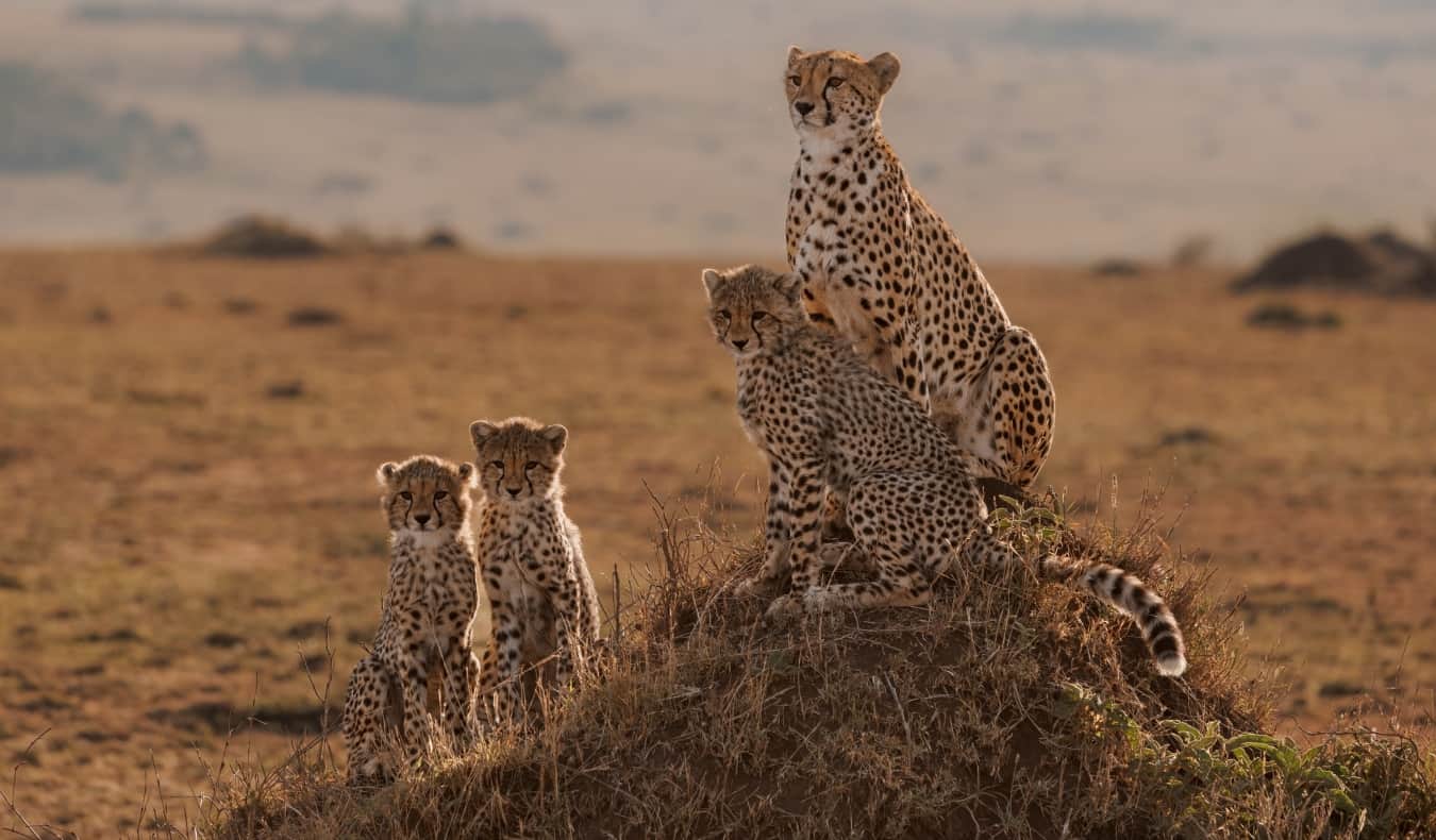 A leopard and her cubs sitting on a mound of dirt, seen while on safari in East Africa