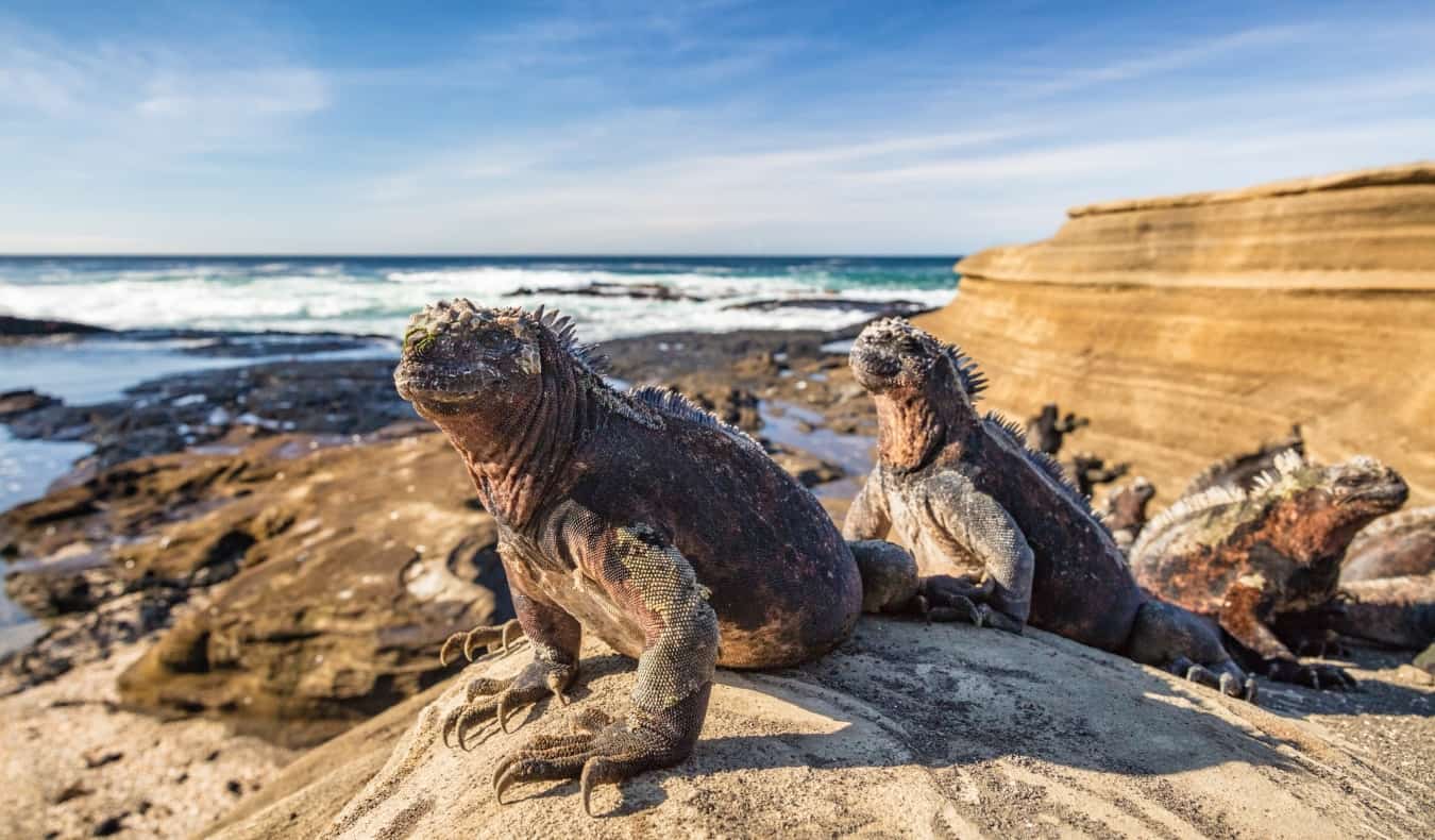 Three large marine iguanas standing on the rocks in the Galapagos Islands in Ecuador