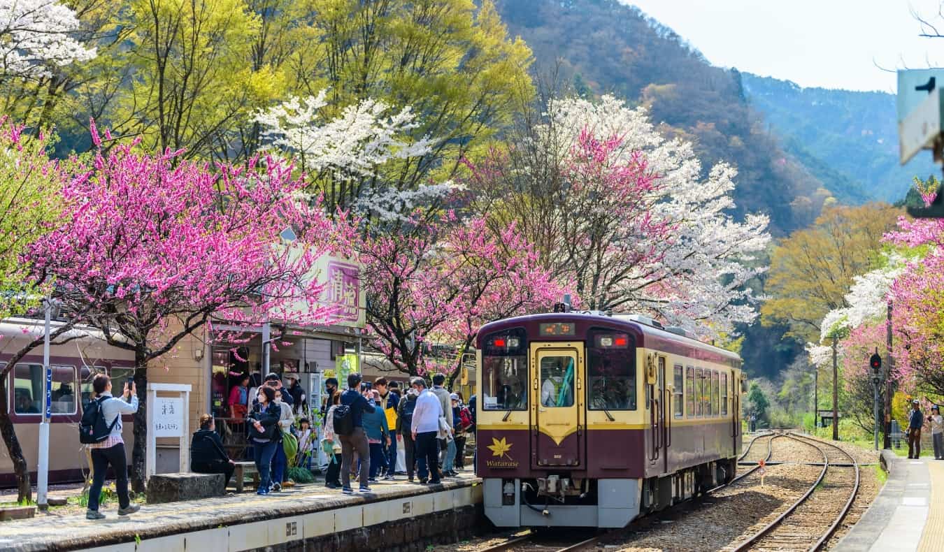 Watarase Keikoku Railway at Godo station in spring with pink & red blossom trees blooming along the railway tracks.
