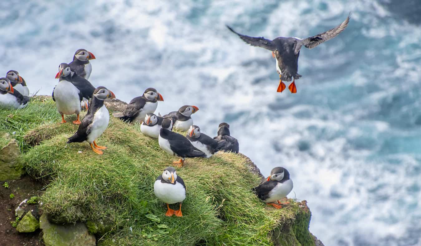 Puffins perched on a cliff near the ocean in Iceland