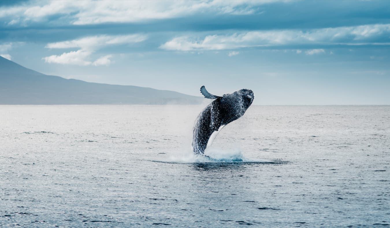 A huge whale breaking the surface and leaping into the air near Iceland