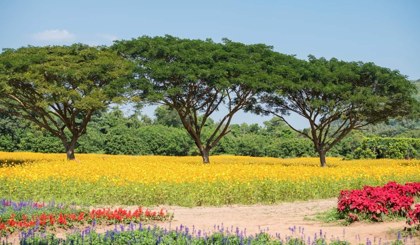 Three trees in a bright yellow field in the Isaan region of Thailand