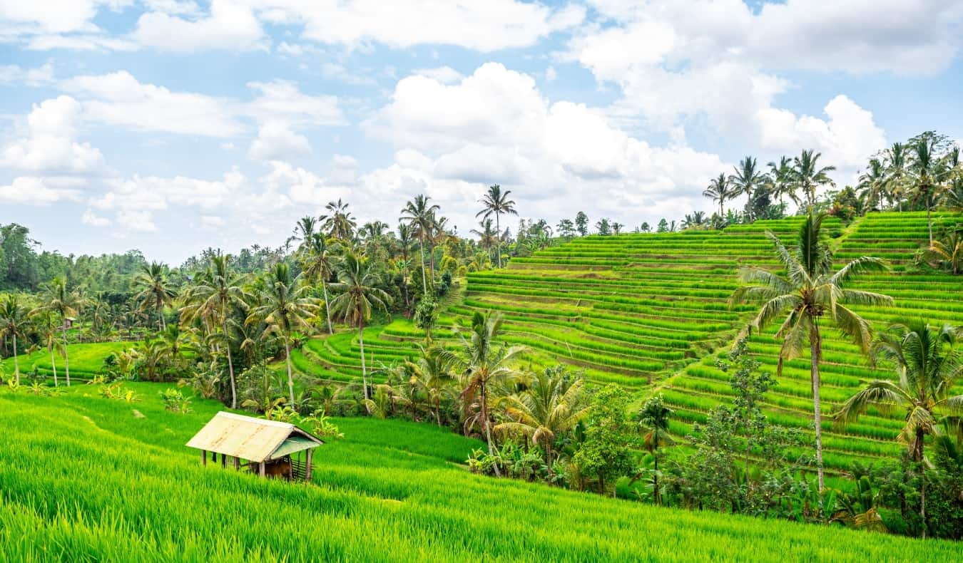 The lush green Jatiluwih rice terraces in Indonesia