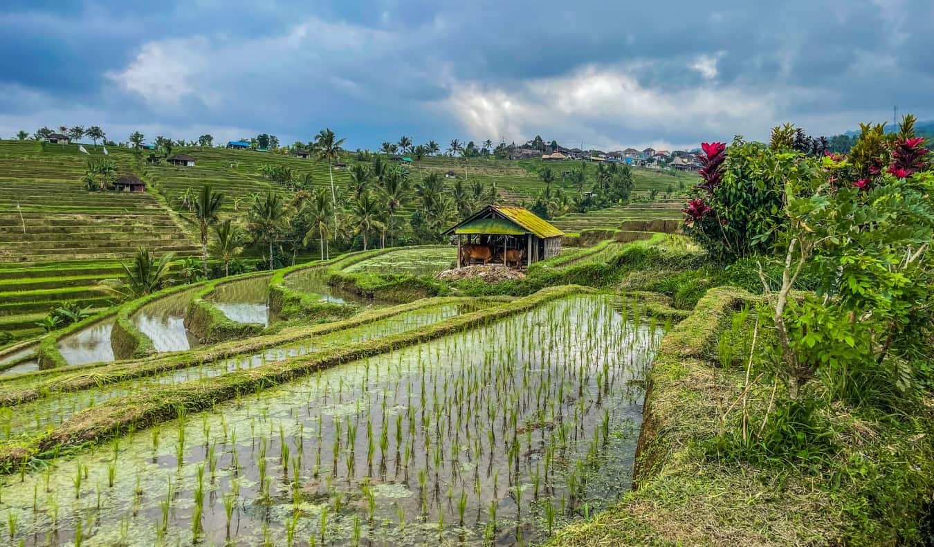 A thatched house in the middle of the lush green Jatiluwih rice terraces in Indonesia