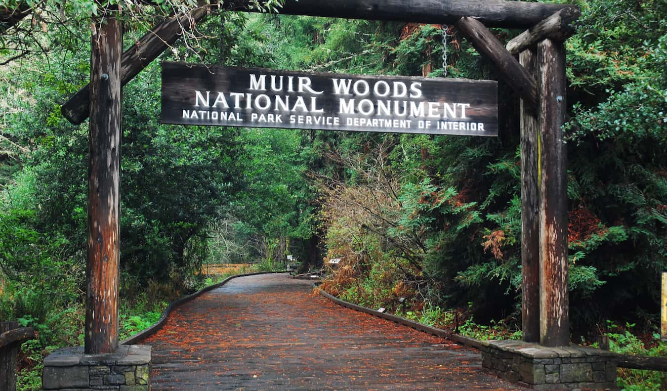 A walking path in the scenic Muir Woods near San Francisco, USA