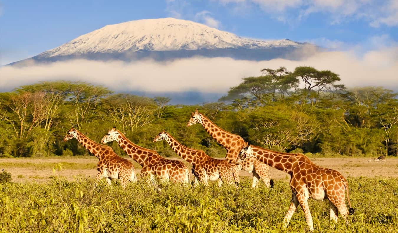 Giraffes grazing near the iconic Mount Kilimanjaro in Africa