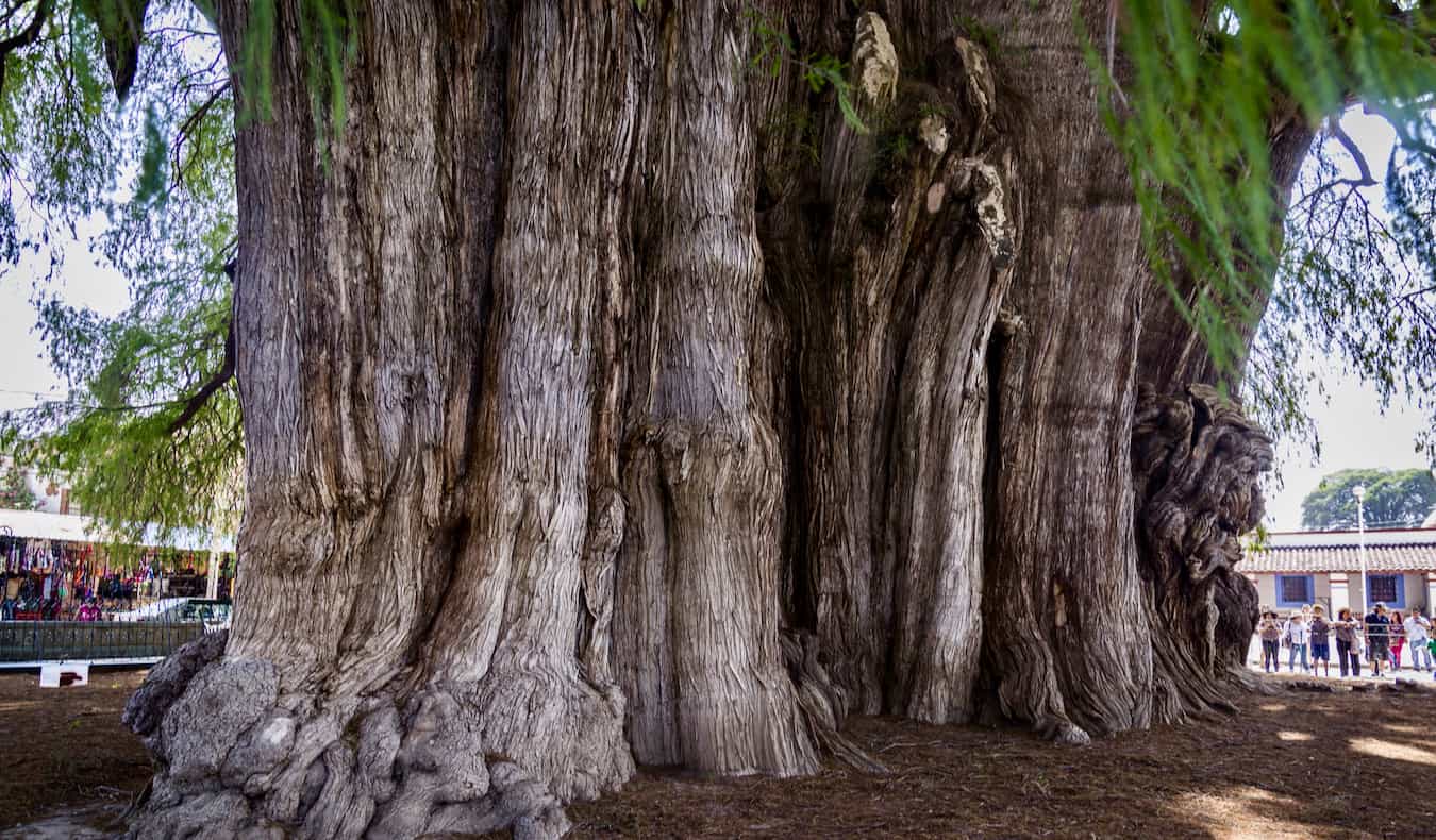 The world's widest tree, located near Oaxaca, Mexico