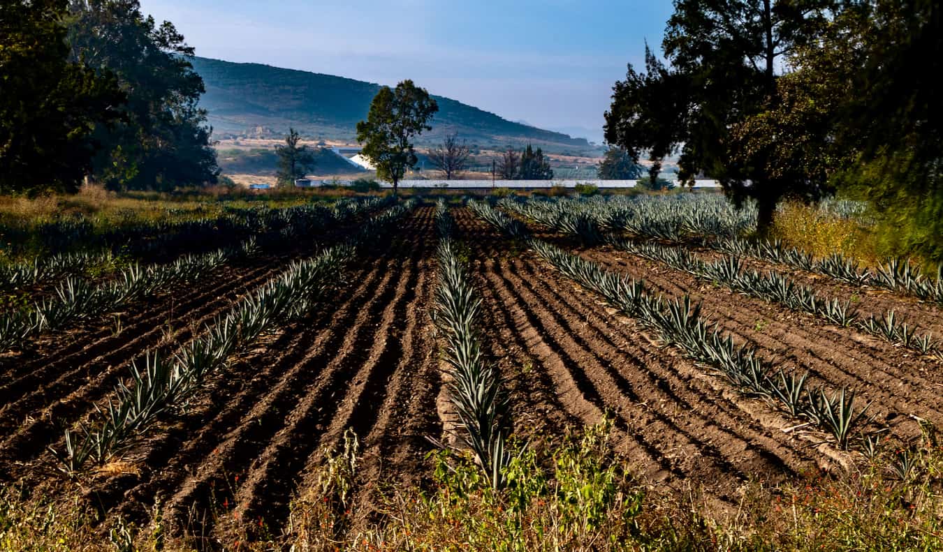A farm growing agave for mezcal in Oaxaca, Mexico