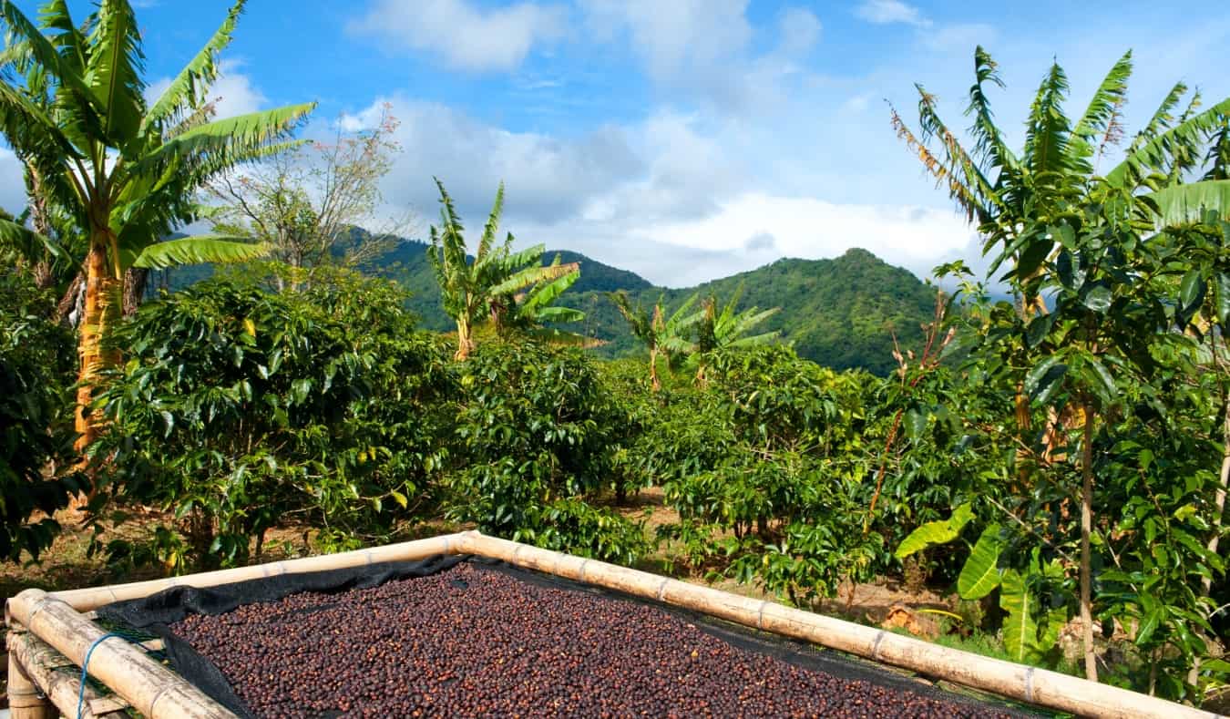 Coffee beans drying in the sun on a coffee plantation in Panama