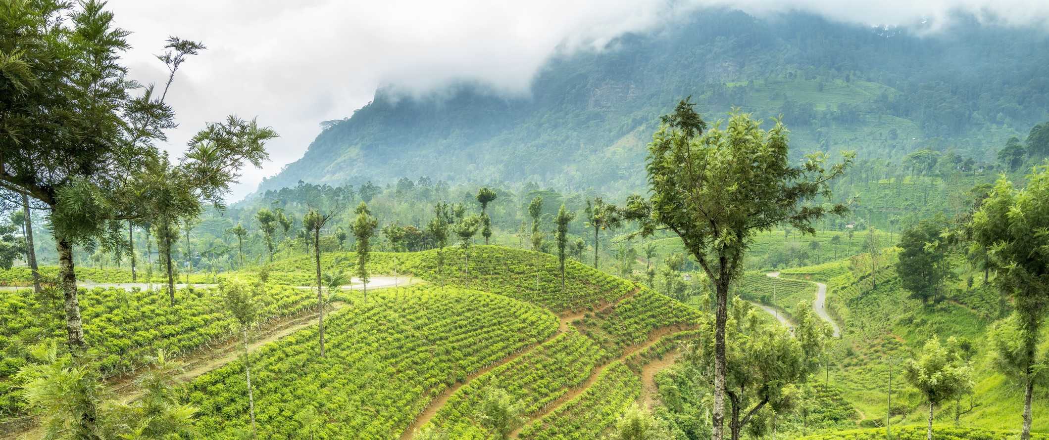 The lush hills of a tea plantation in Sri Lanka