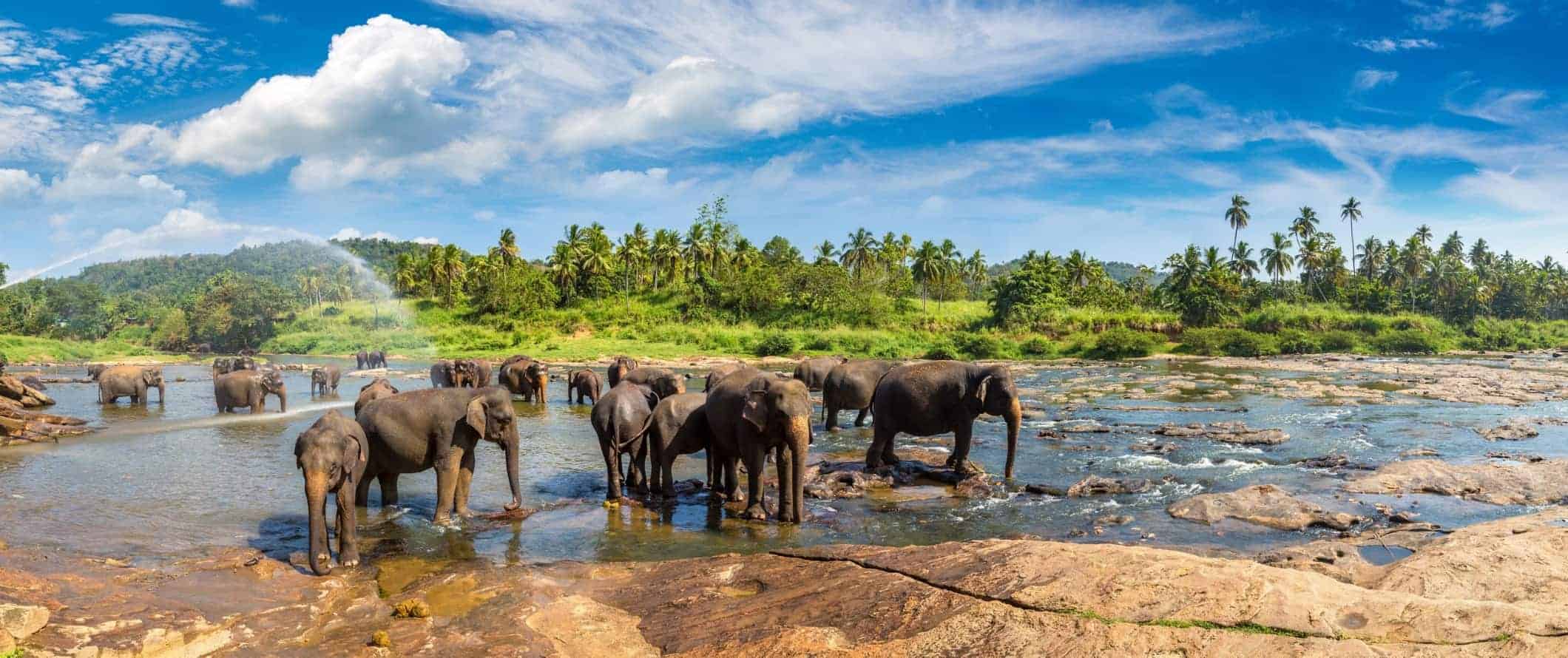 A group of elephants standing in a stream in Sri Lanka