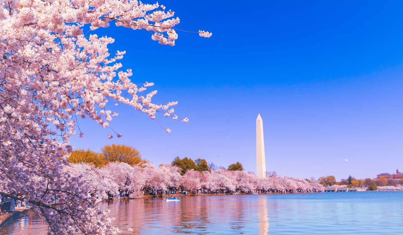 Tidal Basin reservoir surrounded by cherry trees in full bloom, with the obelisk Washington Monument in the background, in Washington, DC
