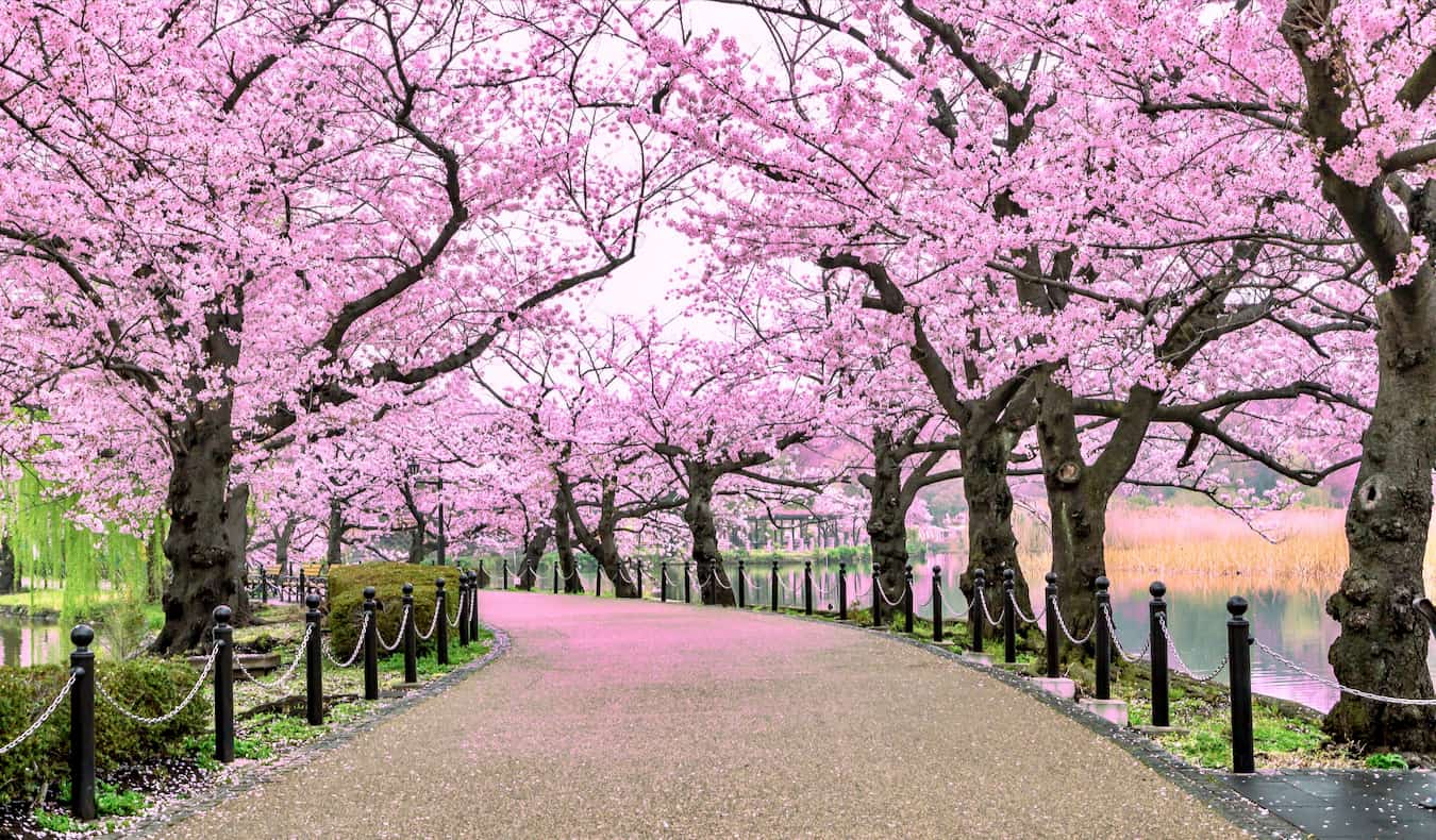 An Ueno Park path river in Tokyo surrounded by cherry blossoms