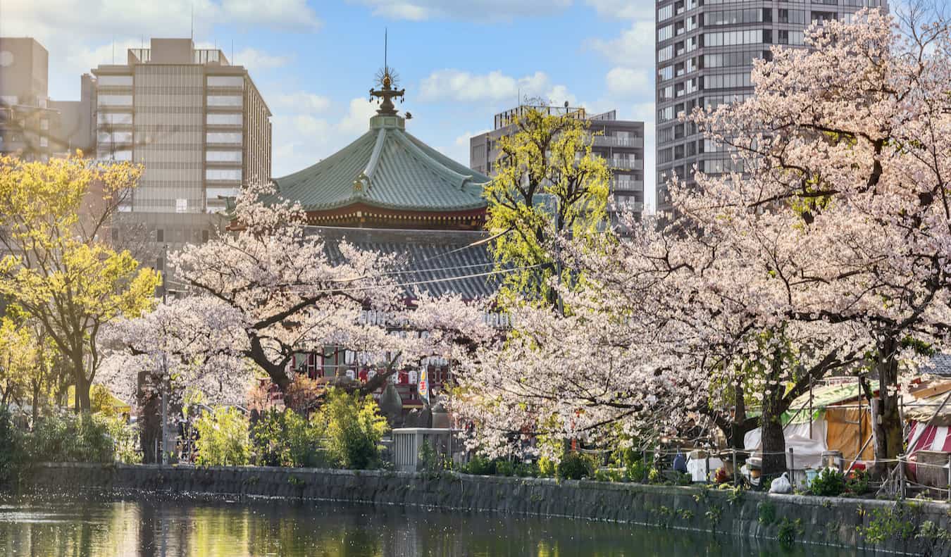 在阳光明媚的日本东京，上野公园的樱花俯瞰着湖面